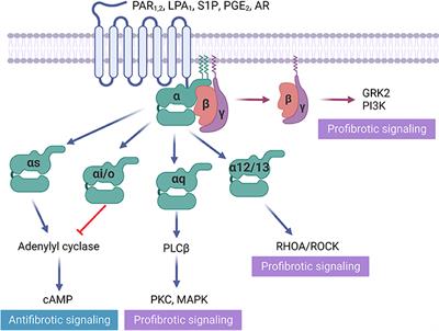 Targeting GPCRs to treat cardiac fibrosis